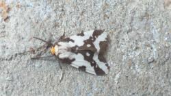  (Tessellota cancellata)