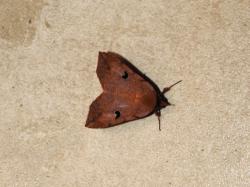  (Goniocarsia electrica)