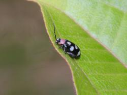  (Omophoita aequinoctialis)