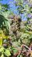 Ricinus communis