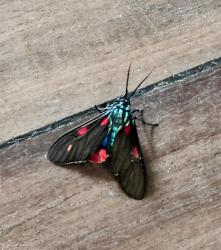  (Cyanopepla pretiosa)