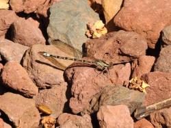 Thorn-tipped Dancer (Argia elongata)