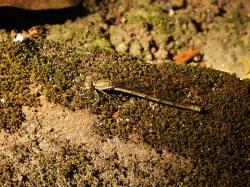 Cerulean Dancer (Argia anceps)