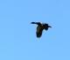 Cairina moschata