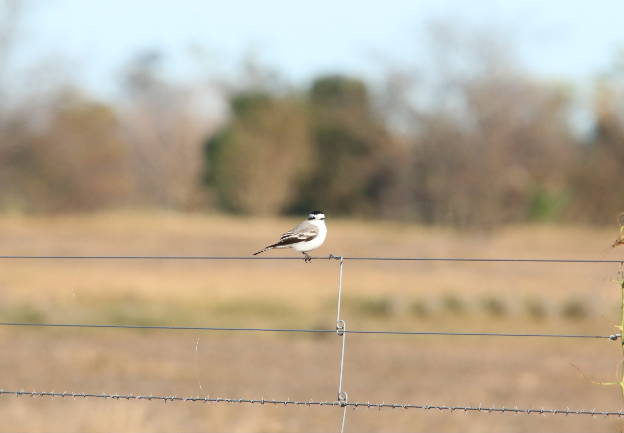 Foto Monjita Coronada