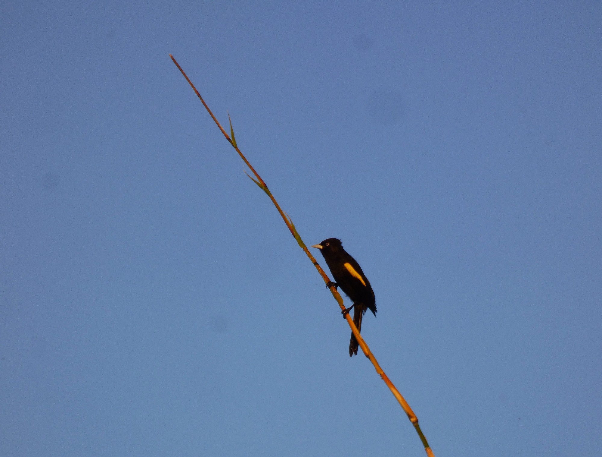 Foto Boyero Ala Amarilla