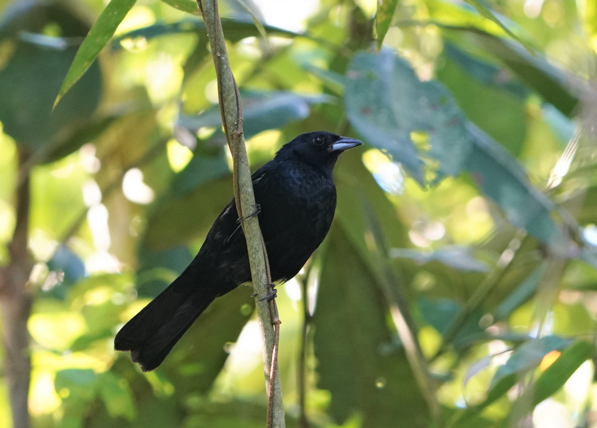 Foto Frutero Coronado