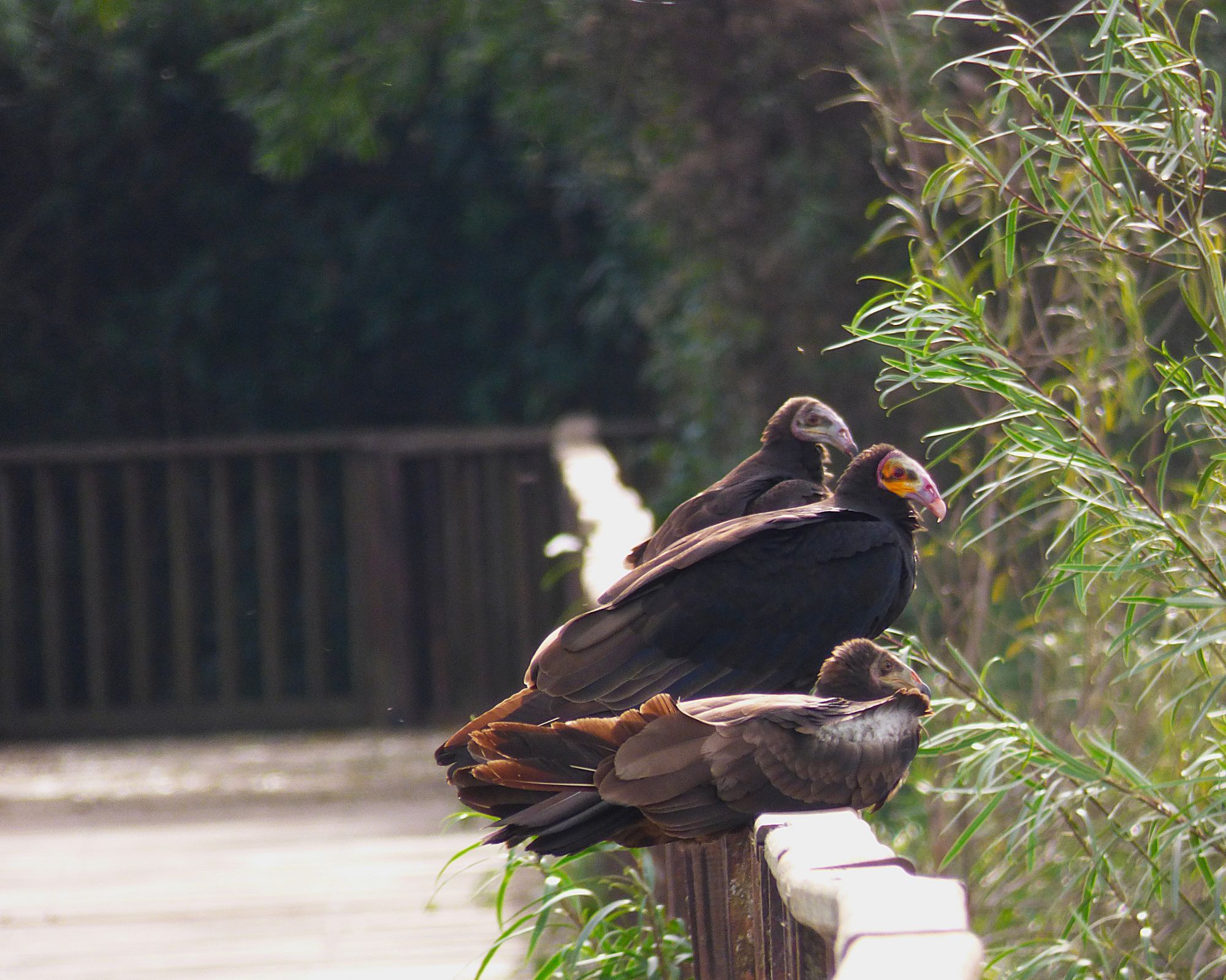 Foto Jote Cabeza Amarilla