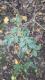 Ligustrum sinense