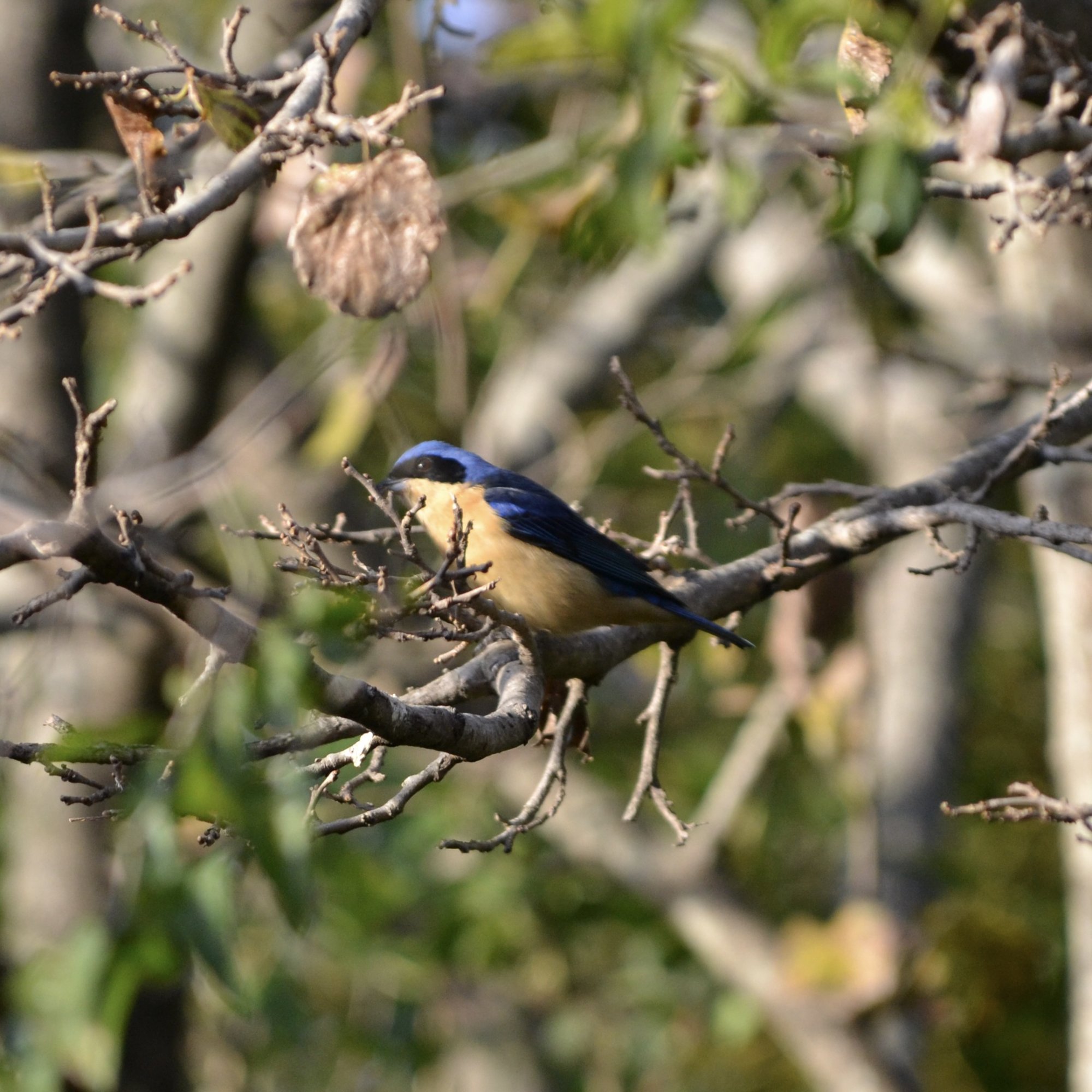 Foto Saíra de Antifaz