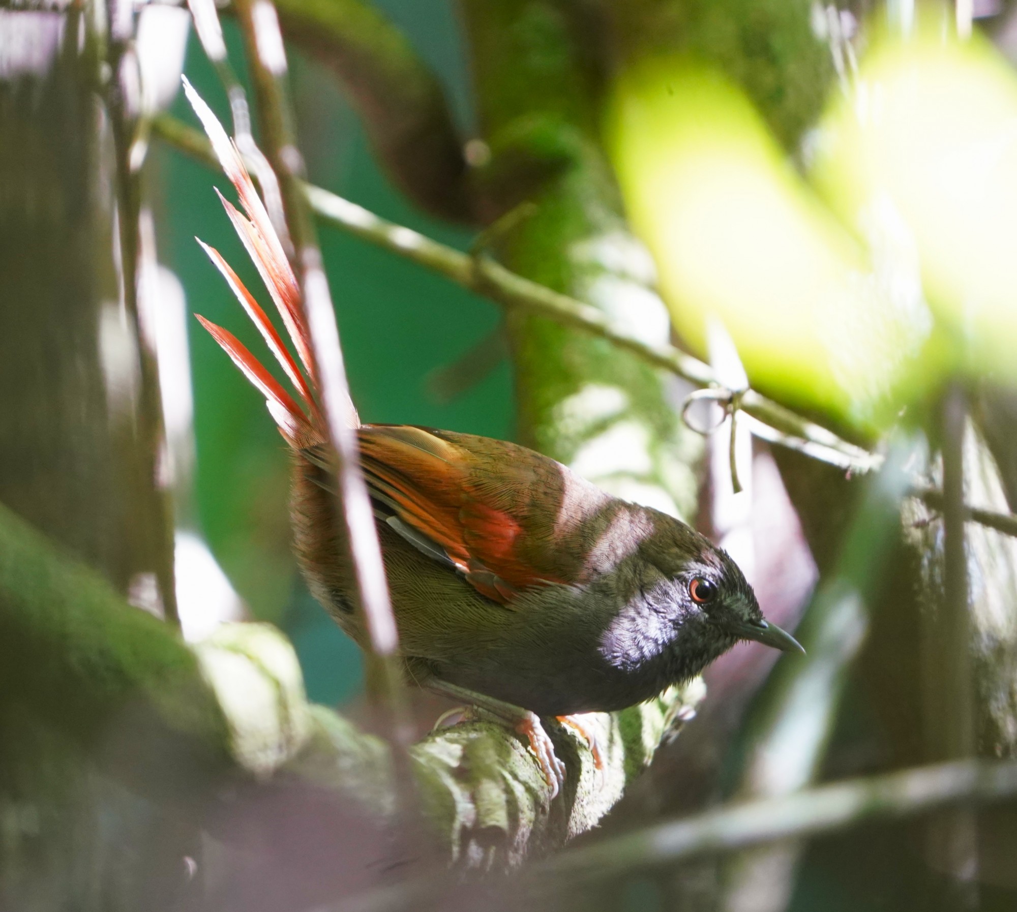 Foto Pijuí Negruzco