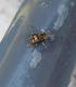 Eristalinus taeniops