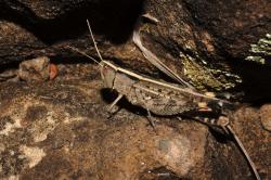  (Rhammatocerus varipes)