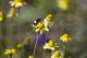 Eudesmia australis
