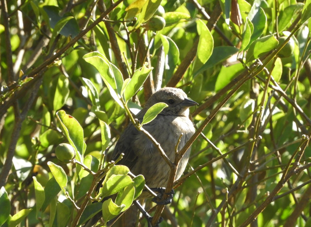 Foto Tordo Renegrido