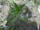 Veronica anagallis-aquatica