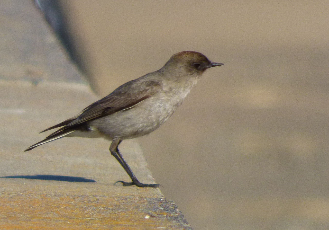 Photo Dormilona Cara Negra