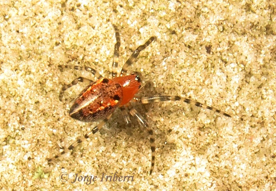 Foto Araña Tejedora Roja