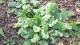 Erodium malacoides