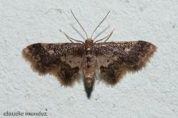  (Hydriris ornatalis)