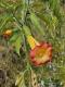 Brugmansia sanguinea