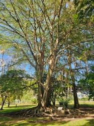 Costa Rica Strangler Fig (Ficus costaricana)