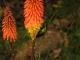 Kniphofia uvaria