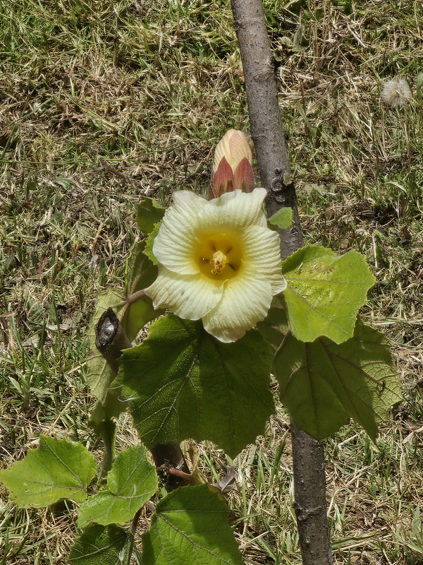Foto Clavelón Amarillo