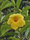 Allamanda cathartica