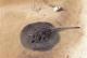 Potamotrygon falkneri