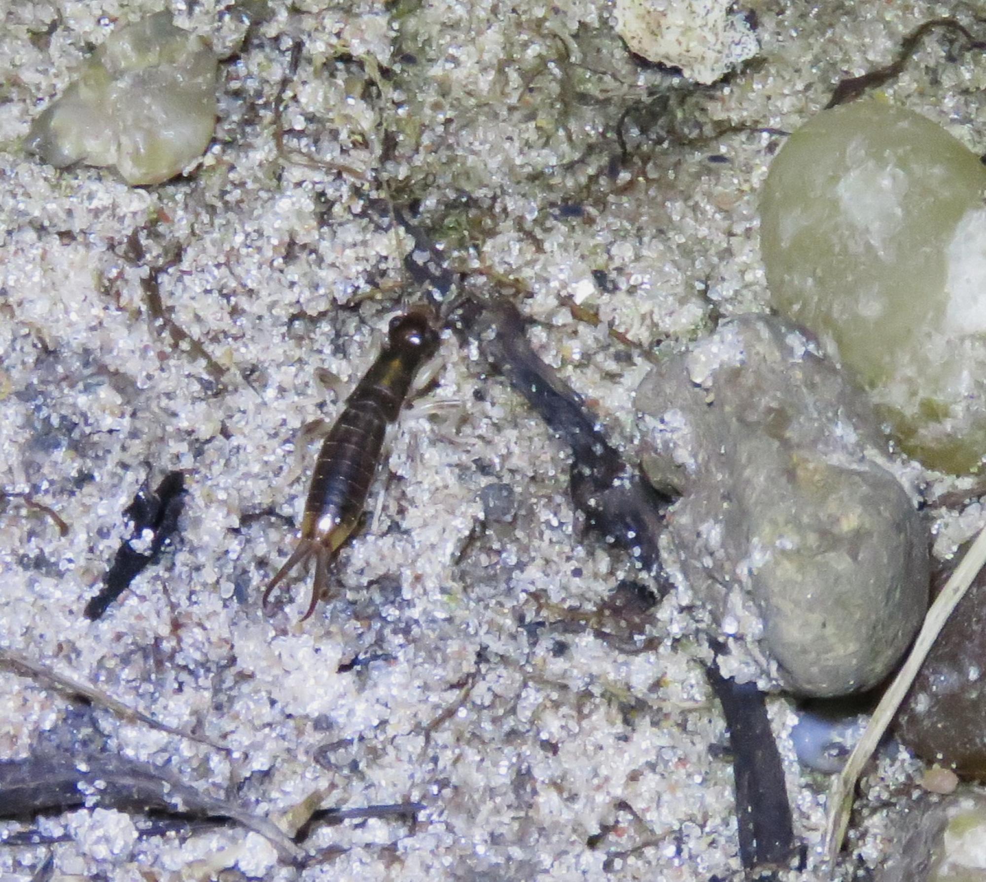 Foto Tijereta Costera