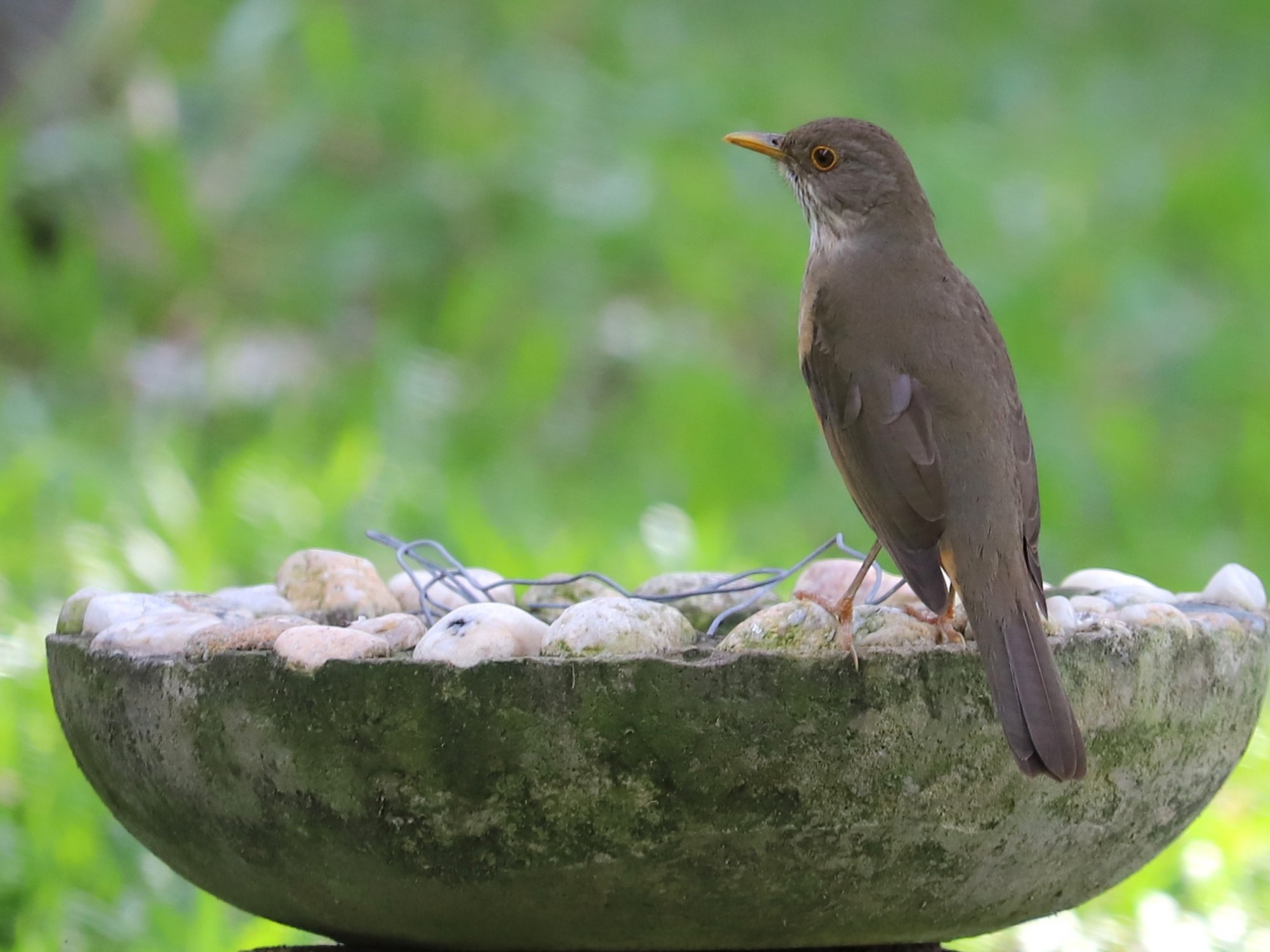 Foto Zorzal Colorado
