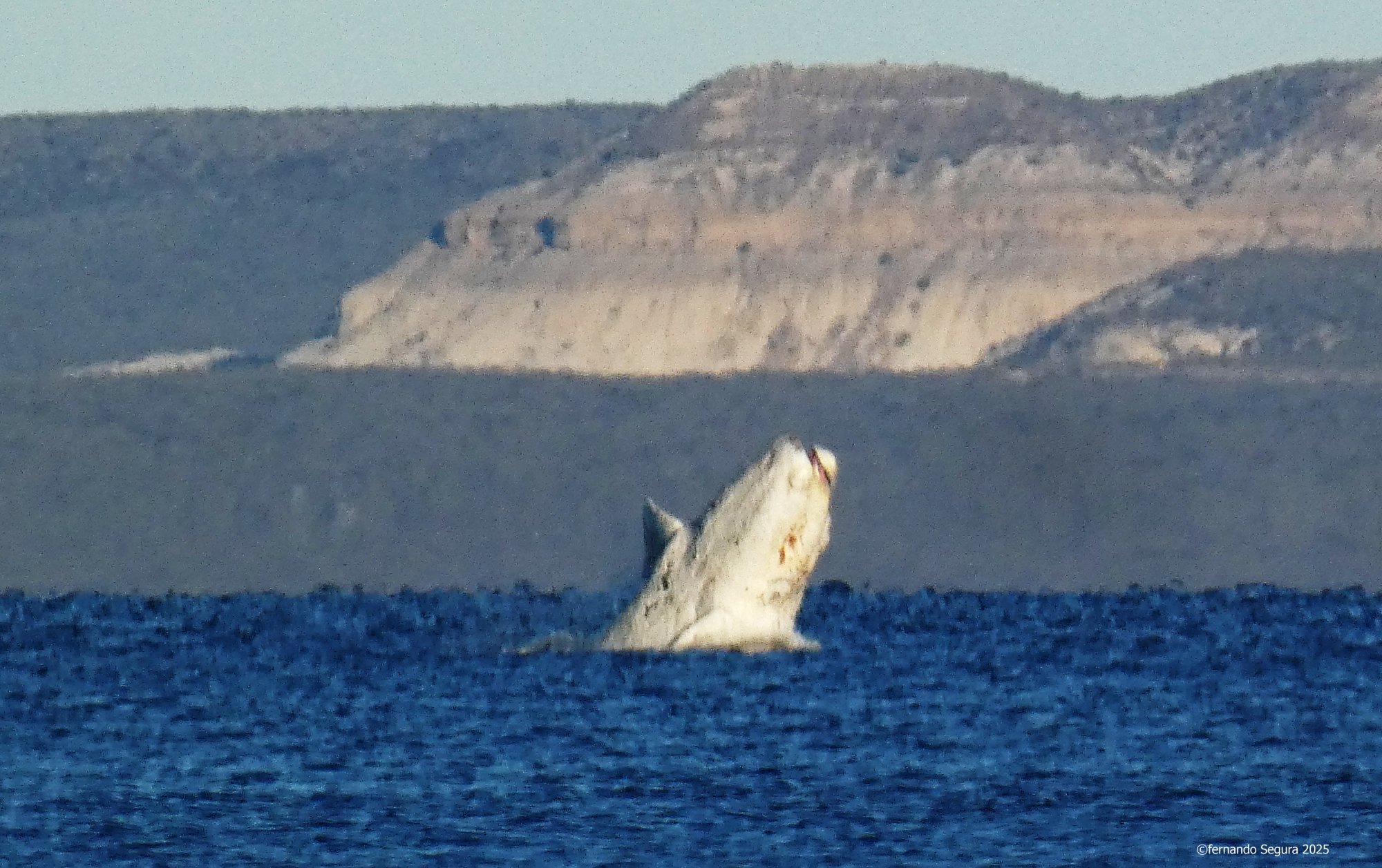 Foto Ballena Franca Austral