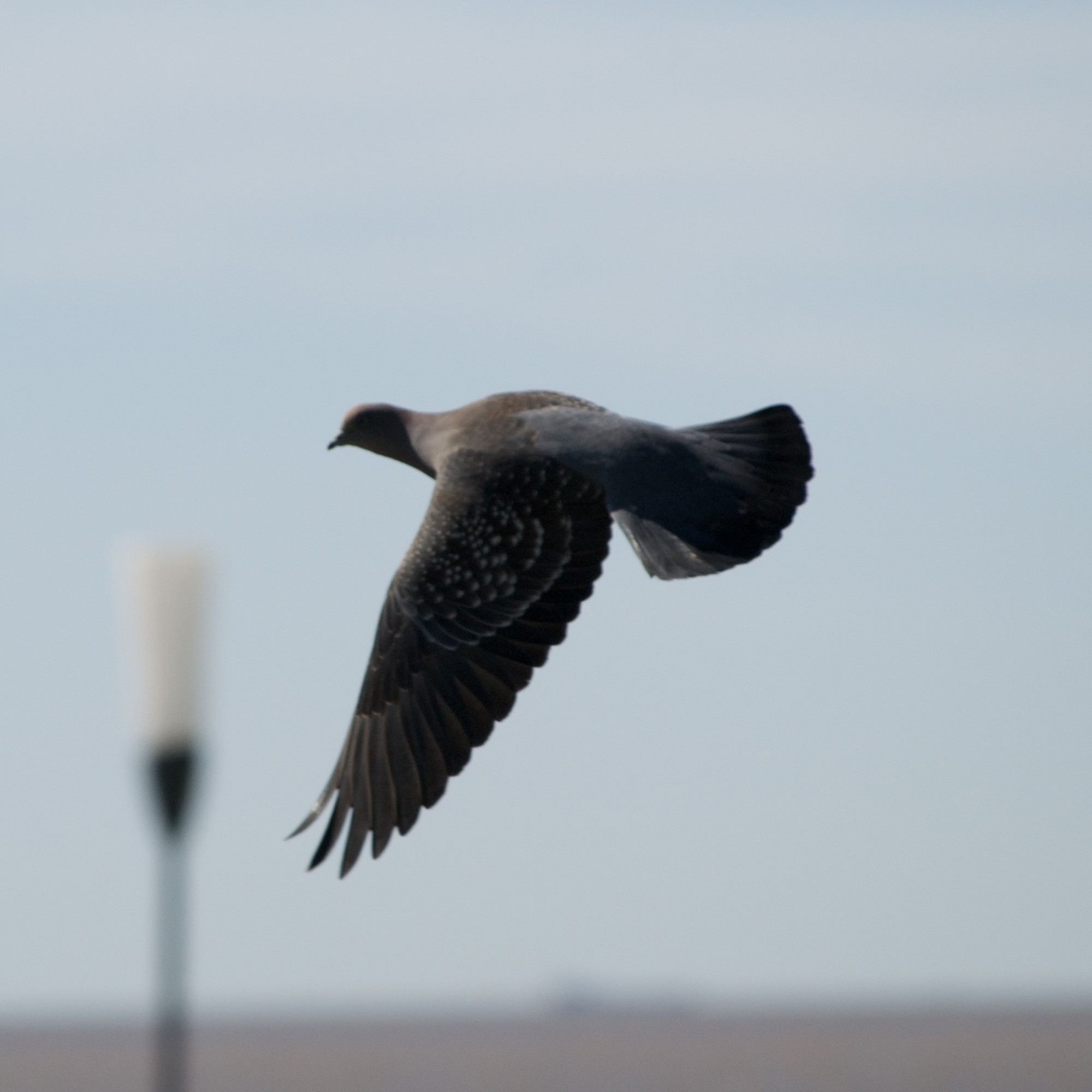 Photo Paloma Manchada