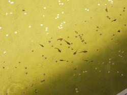  (Poecilia reticulata)