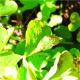 Puccinia oxalidis