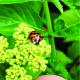 Harmonia axyridis