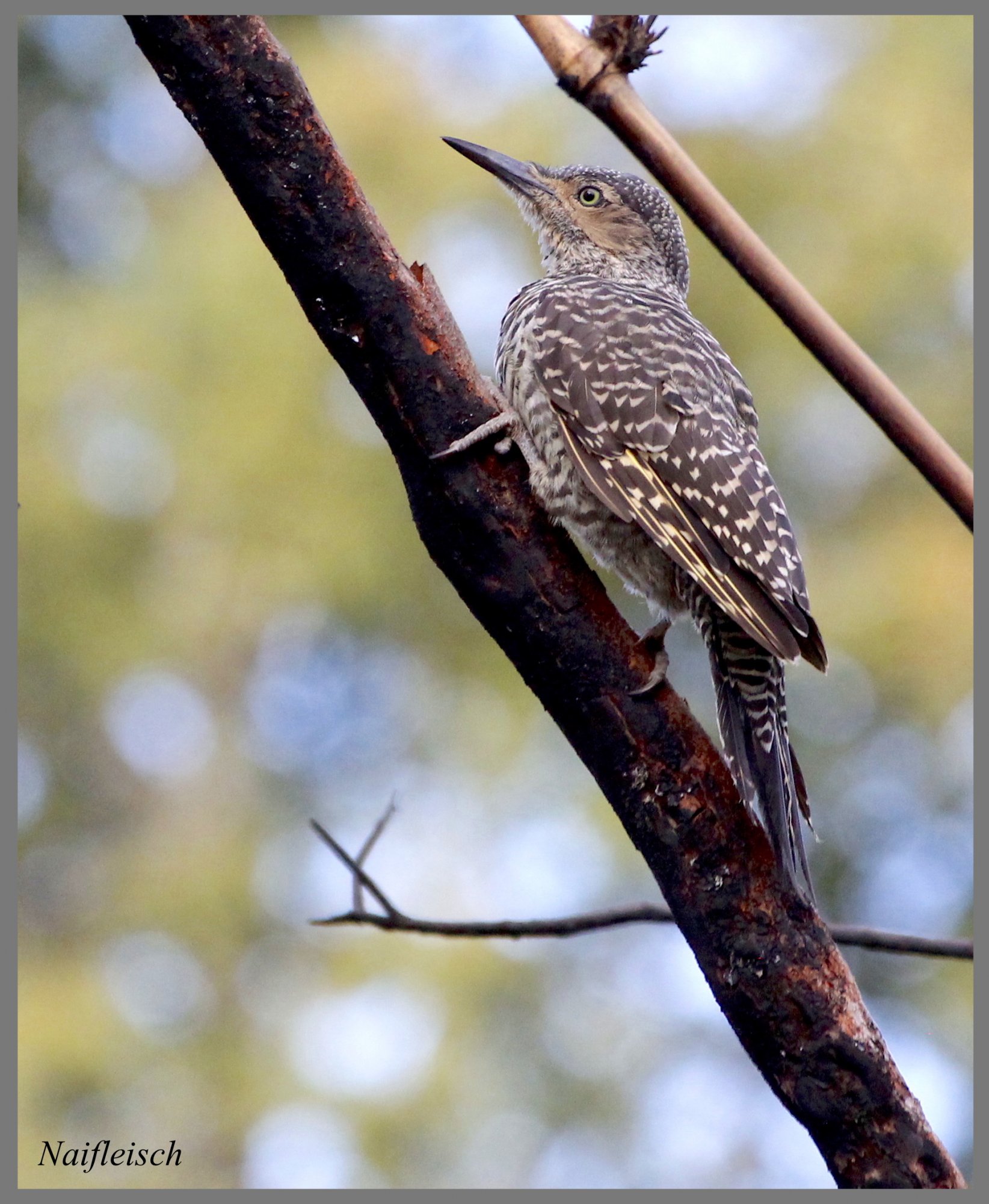 Foto Carpintero Pitío