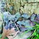 Auricularia fuscosuccinea
