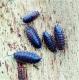 Armadillidium vulgare