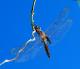 Tramea cophysa