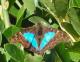 Doxocopa laurentia