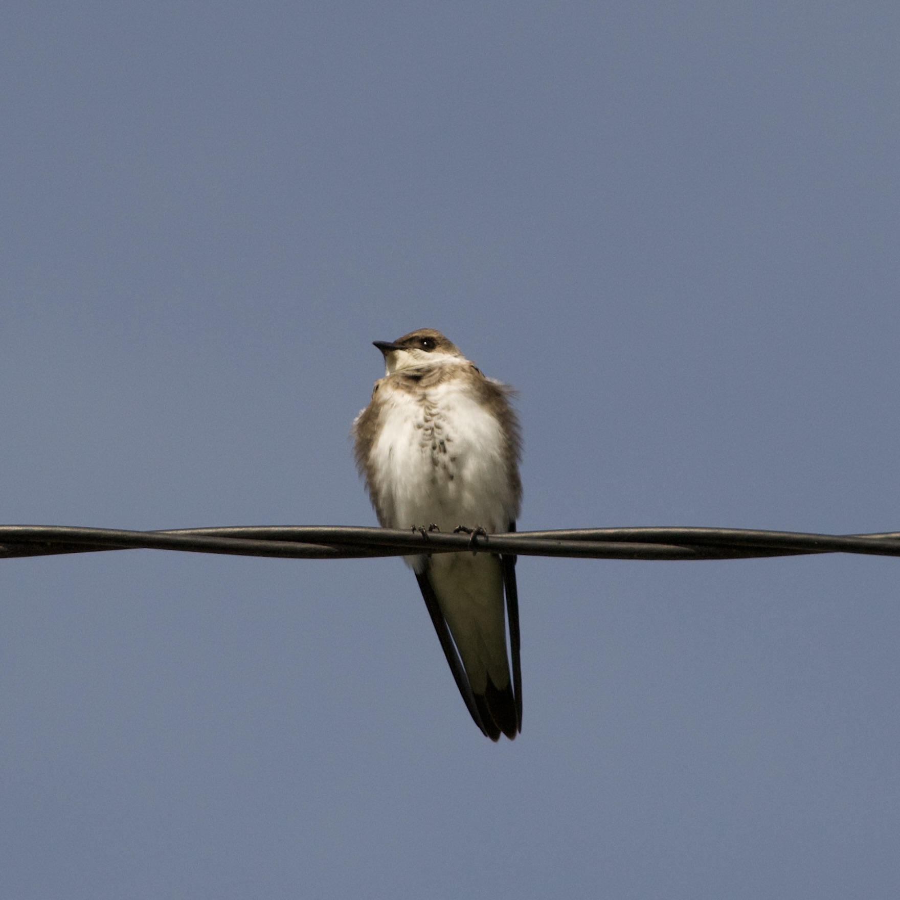 Foto Golondrina Parda