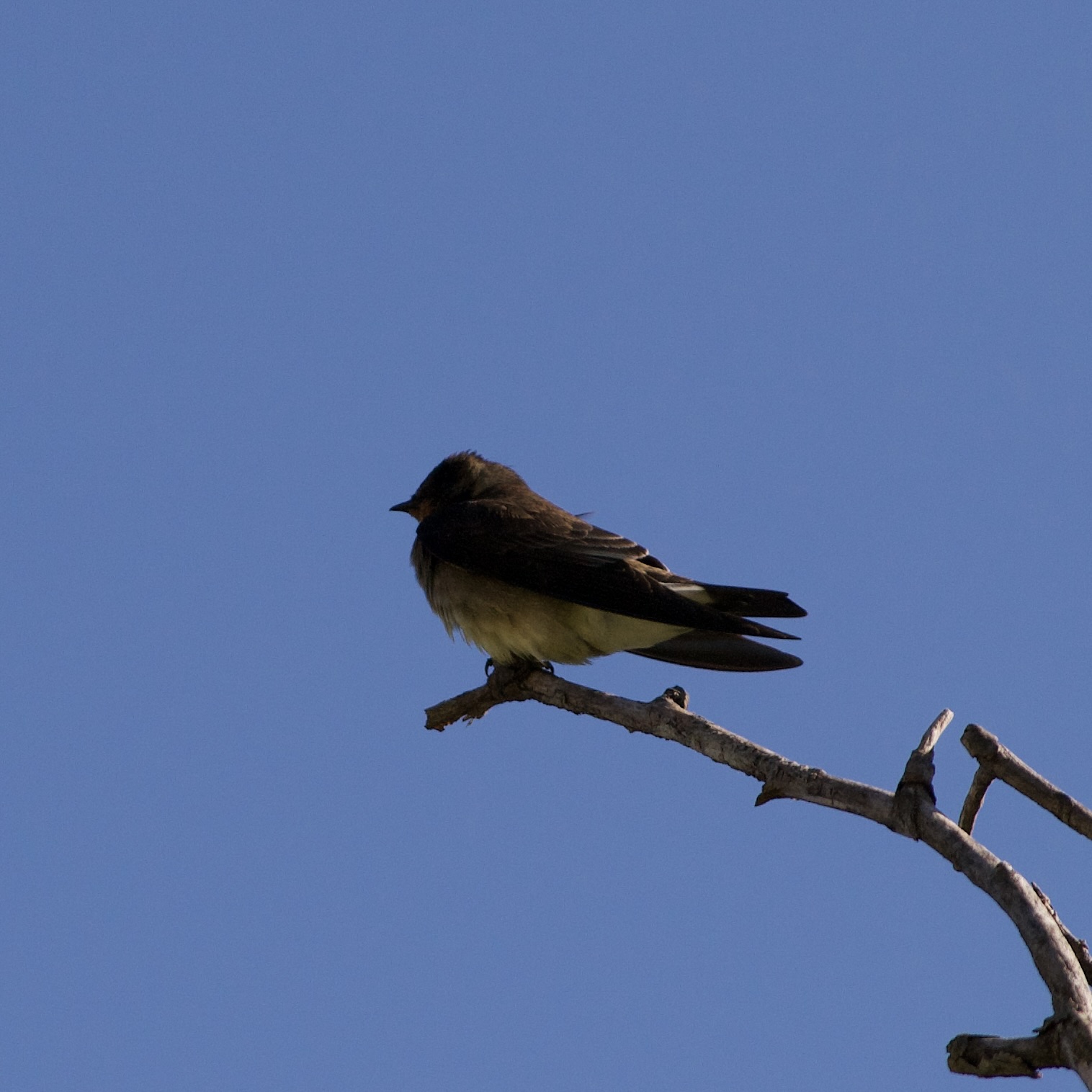 Photo Golondrina Ribereña