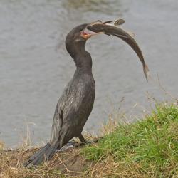  (Loricariichthys anus)