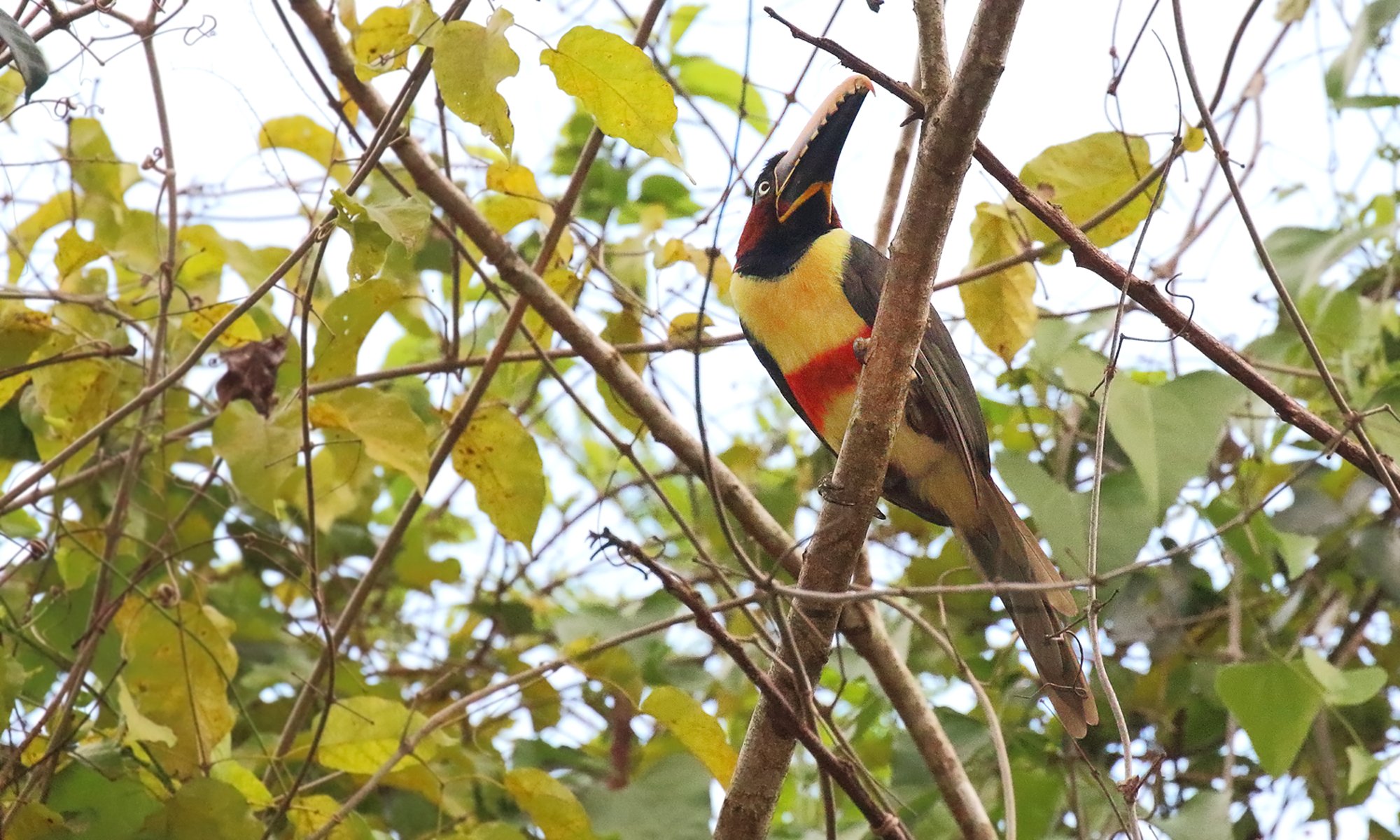 Foto Arasarí Fajado