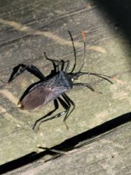  (Acanthocephala terminalis)