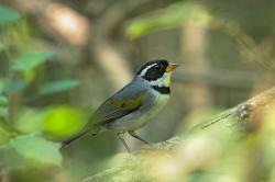 Foto Cerquero de Collar Litoraleño