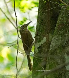 Foto Trepador Oscuro