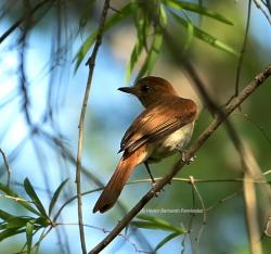 Foto Burlisto Castaño